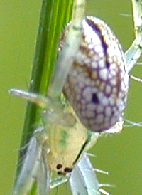 Lined Orbweaver